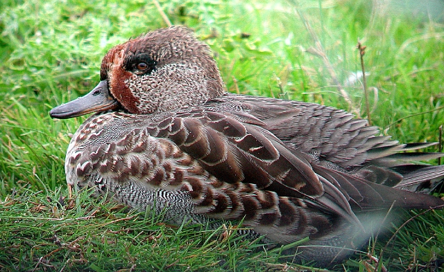 teal, teals, teal ducks-1.JPG - TEAL - NORFOLK - 3.10.05